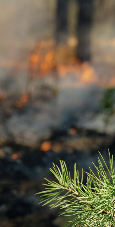 a pine trees needles next to a backdrop of a fire enguling trees